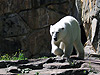 Eisbär Knut im Berliner Zoo 2010